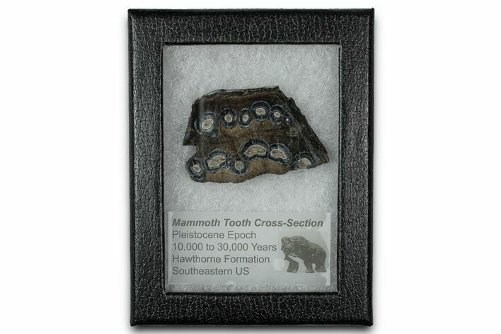 Mammoth Molar Slice With Case - South Carolina #349987